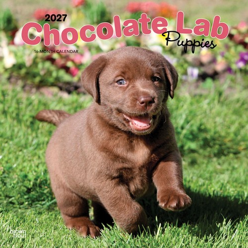 Chocolate labrador retriever - chocolate,
