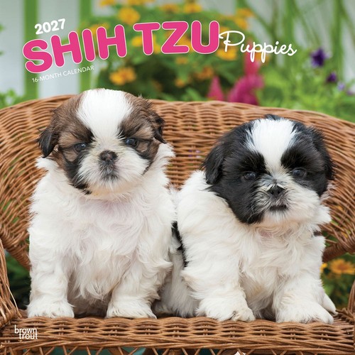 Shih tzu puppies - puppies, calendar