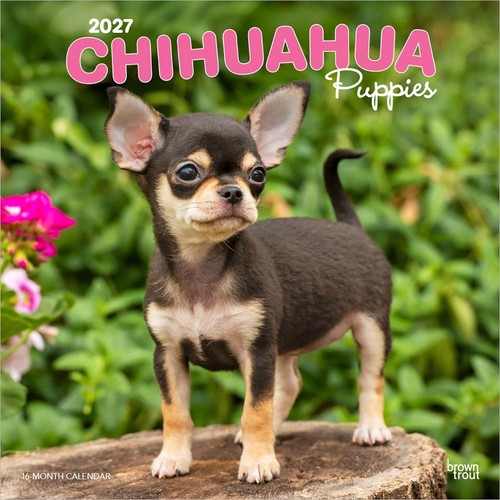 Chihuahua puppies calendar - chihuahua,