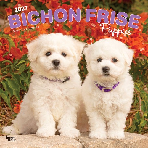 Bichon frise puppies - bichon,