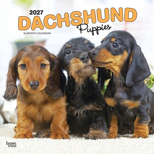 Dachshund puppies 2027 - dachshund,