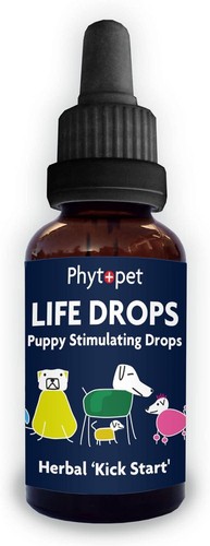 Puppy kitten stimulating - kitten,