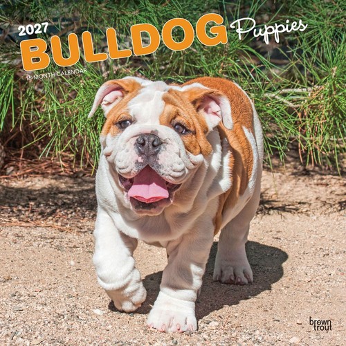 Bulldog puppies calendar 2027 - bulldog,